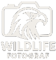 Wildlife Müritz Logo