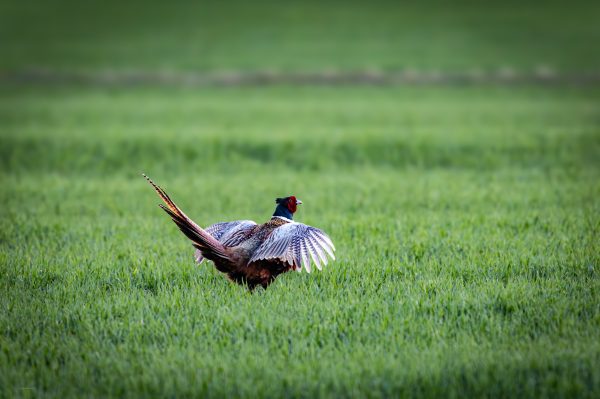 Wildlife Foto