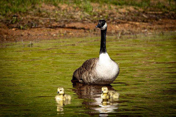 Wildlife Foto