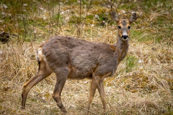 Wildlife Foto