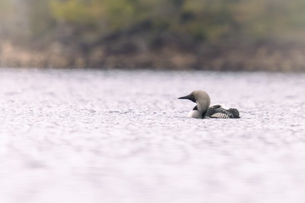 Wildlife Foto